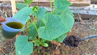 Zero Capital! No Need to Buy Fertilizer! Just Two Ingredients to Make Your Own Fertilizer at Home