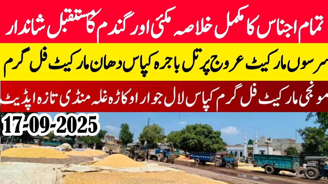 Wheat price in Pakistan/Maize 🌽 price today 2025 |Munji rates 2025 ...
