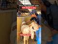 Deonar bakra mandi letest update #trending #goat #viral #animals #deonarbakramandi #shorts #ytviral