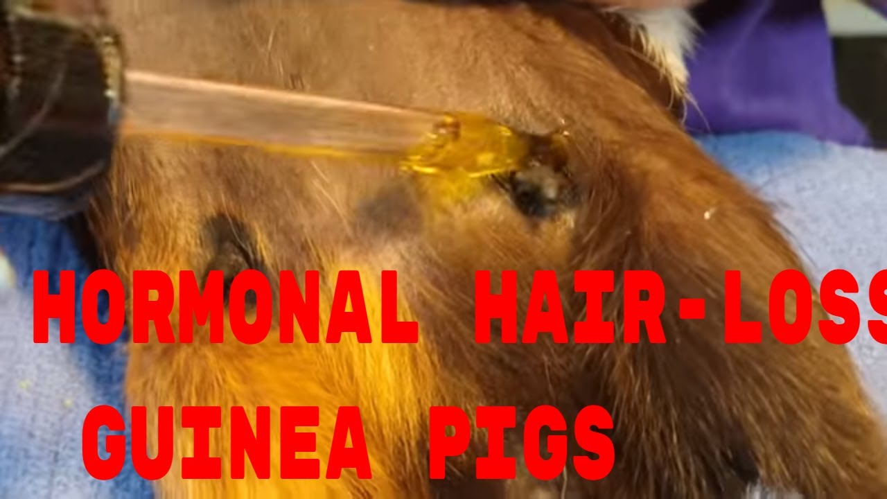Female Guinea Pig Hormonal Hair Loss - YouTube