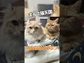 #めざましmediaみんなのどうぶつ #猫 #shorts