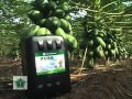 Agroscience - Papaya