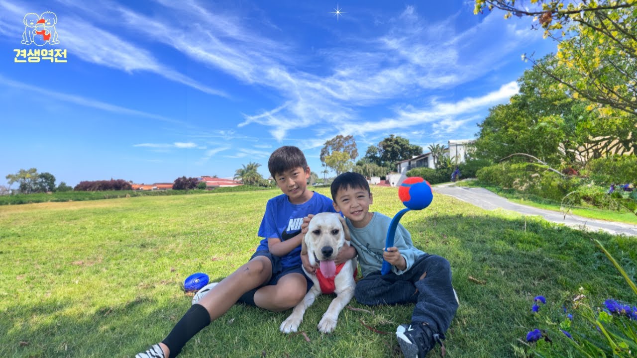 도살을 기다리며 소금을먹던 리트리버에게 일어난 기적같은 이야기