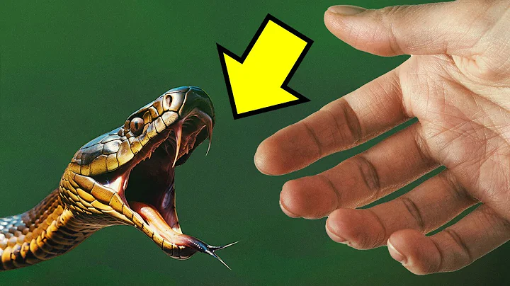 Co się dzieje po ukąszeniu węża + 100 fajnych faktów na temat ciała