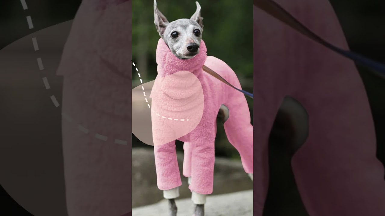 Cute Winter Dog Outfits That Will Make You Say "Aww" 