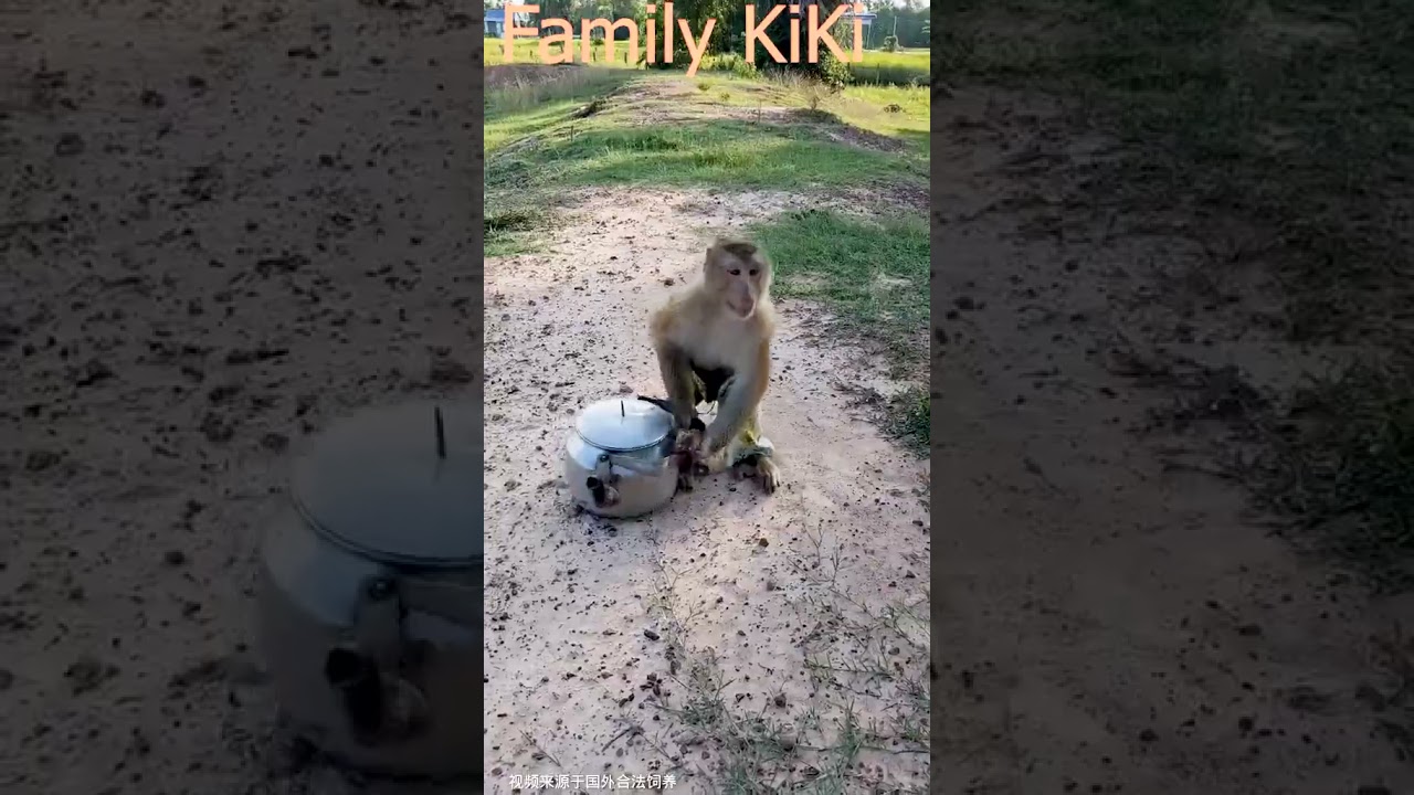 Best monkey trap ideas/good mouse trap plastic tube 