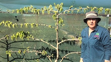 Dwarf Mulberry - Red Shahtoot - Espalier Red Shahtoot Mulberry 2nd year at Daleys