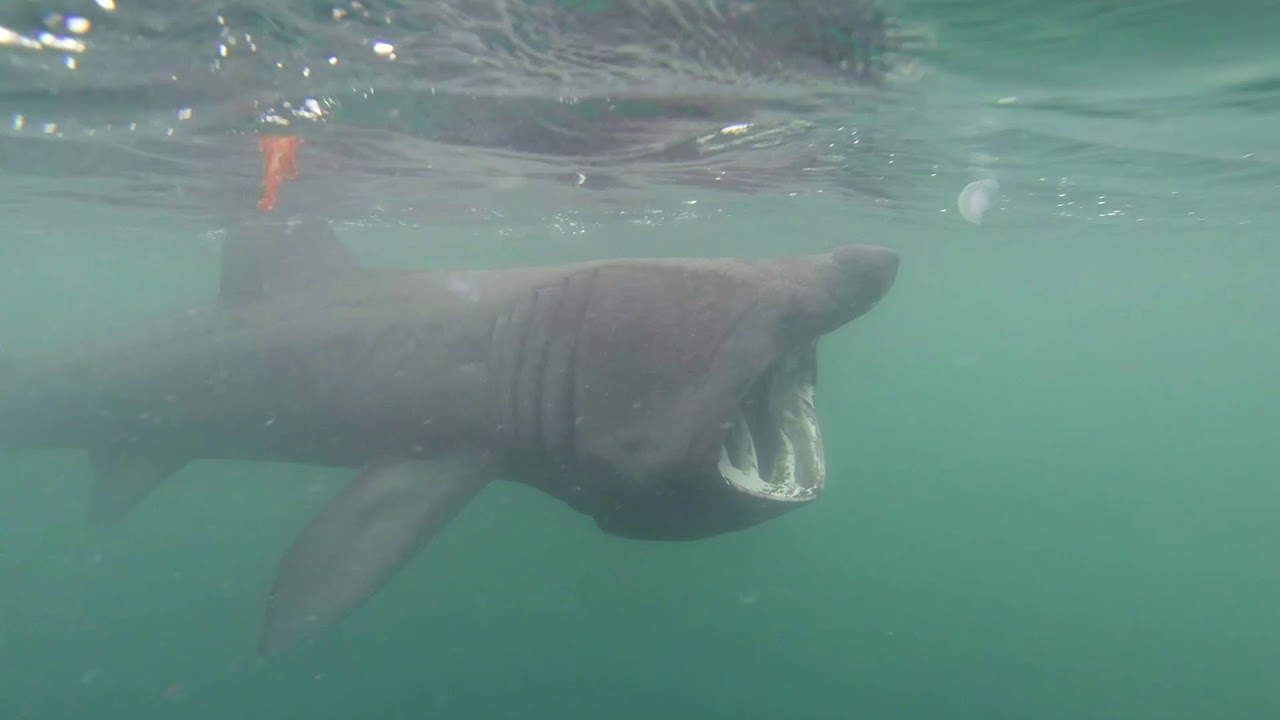 Isle Of Coll Scotland Filter Feeding Basking Sharks Youtube