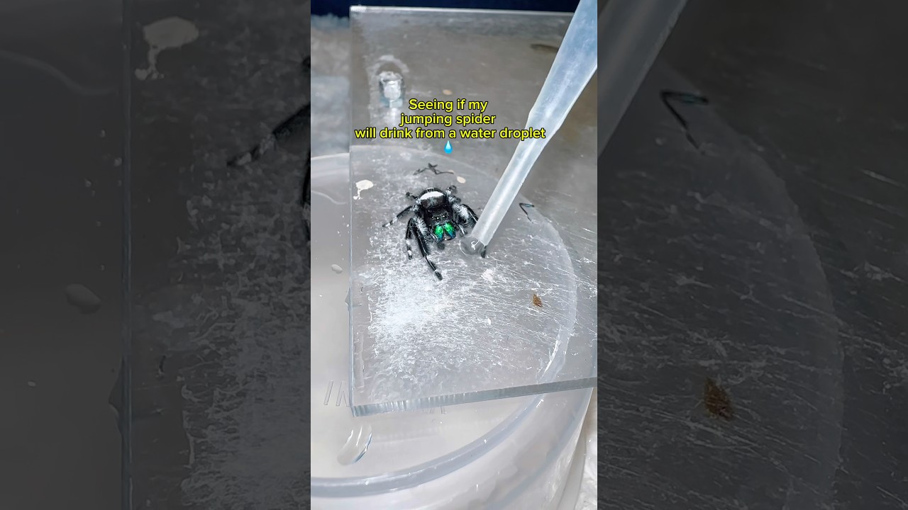 Will he drink it? #jumpingspider