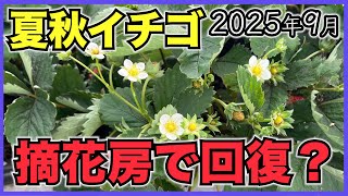 【夏秋イチゴ】過去最強の猛暑に対して摘花房で樹勢は回復したか?【2025年9月】