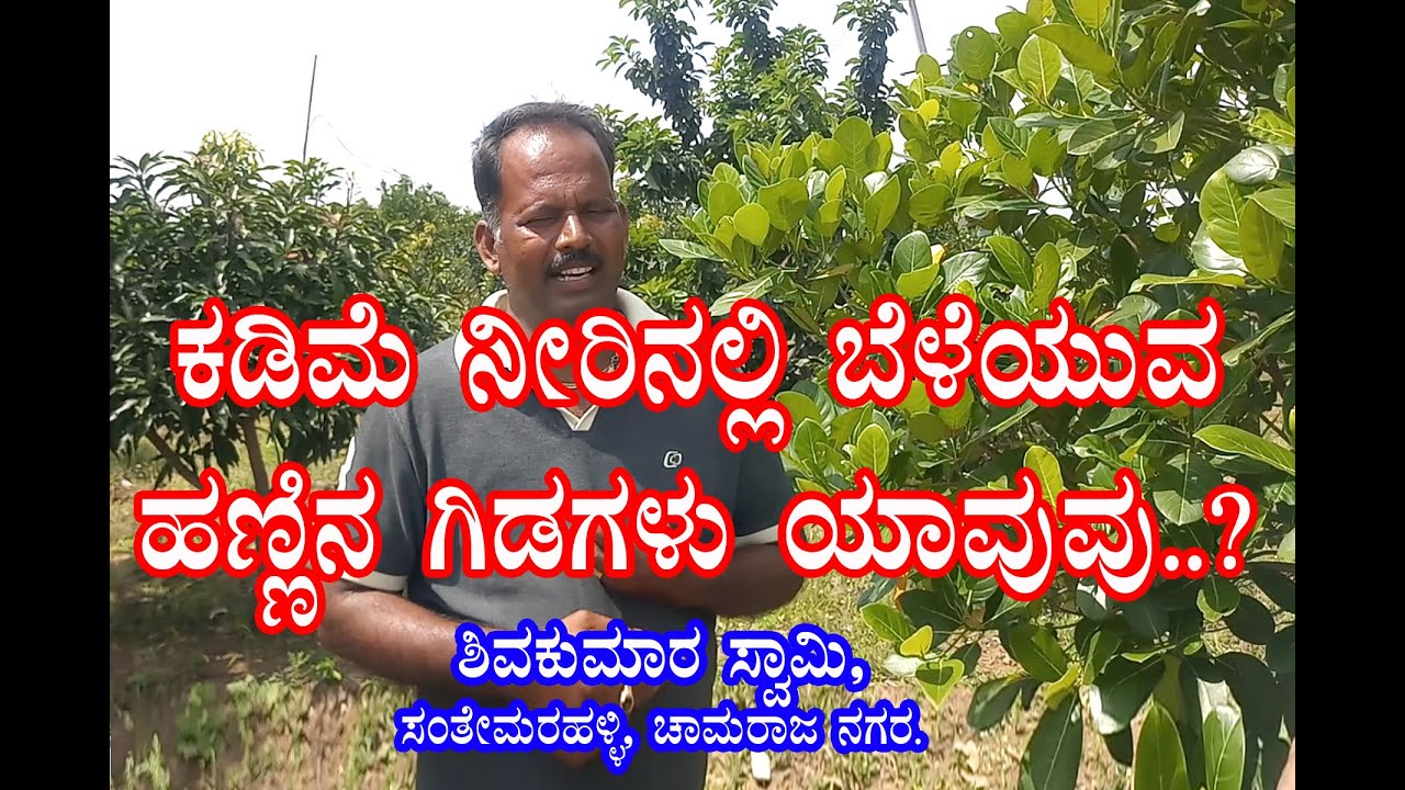 ಕಡಿಮೆ ನೀರಿನಲ್ಲಿ ಬೆಳೆಯುವ ಹಣ್ಣಿನ ಗಿಡಗಳು ಯಾವುವು What are fruit plants that grow in low water?