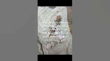 سحر المقابر مكلف به شيطان من اهل القارعة وضيفته المرض المزمن 