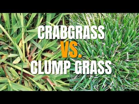 How to Identify Crabgrass in a Lawn vs Coarse Fescue or Other Thick Bladed Clump Grass