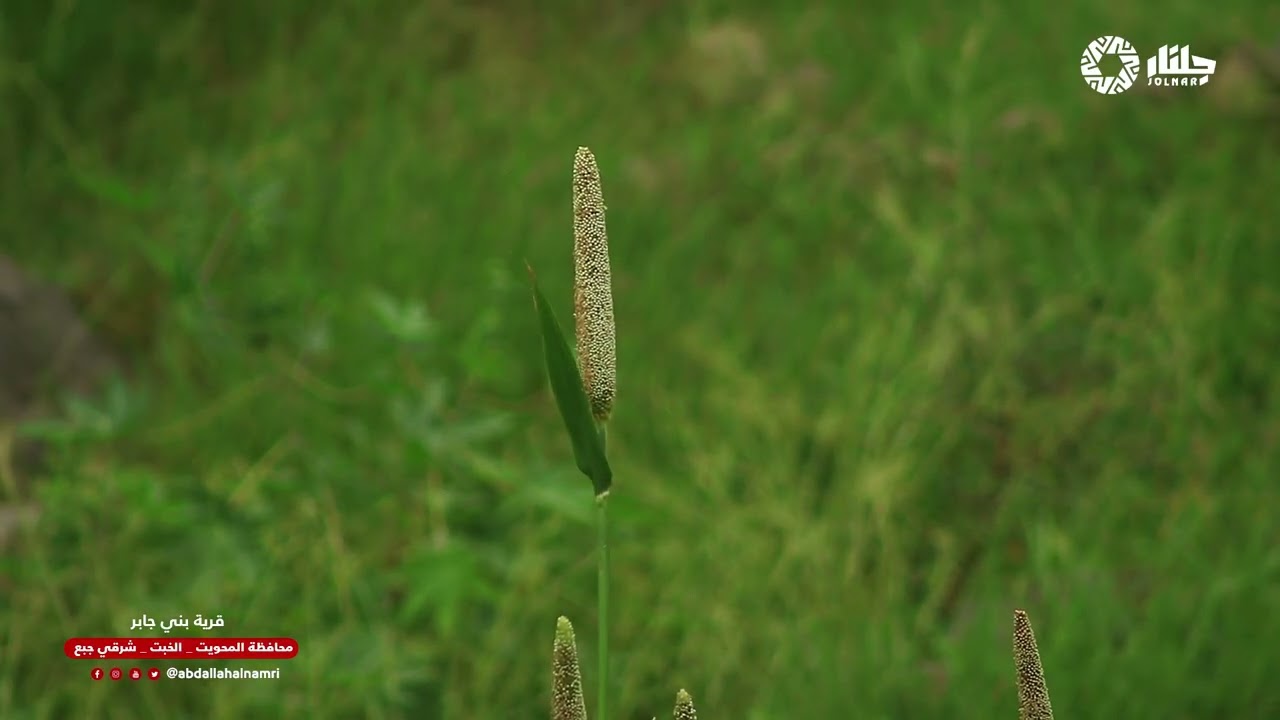 قرية بني جابر شرقي جبع الخبت محافظة المحويت #جلنار