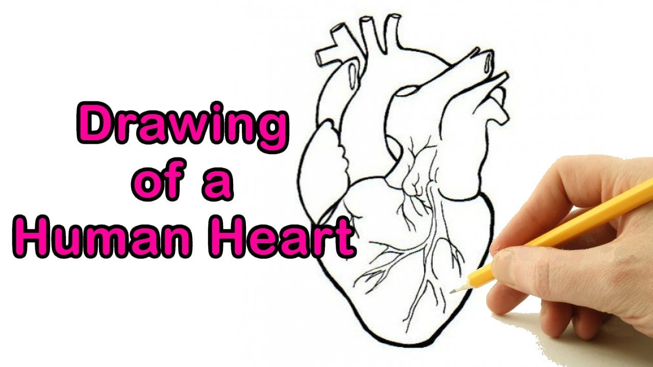 How to Draw a Human Heart Drawing Easy Outline | Anatomical Heart ...