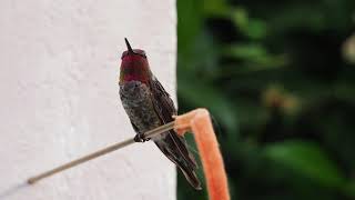 Suara Burung Kolibri Anna memanggil kicau HD close up