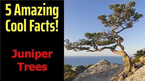 5 Fascinating Facts About Juniper Trees