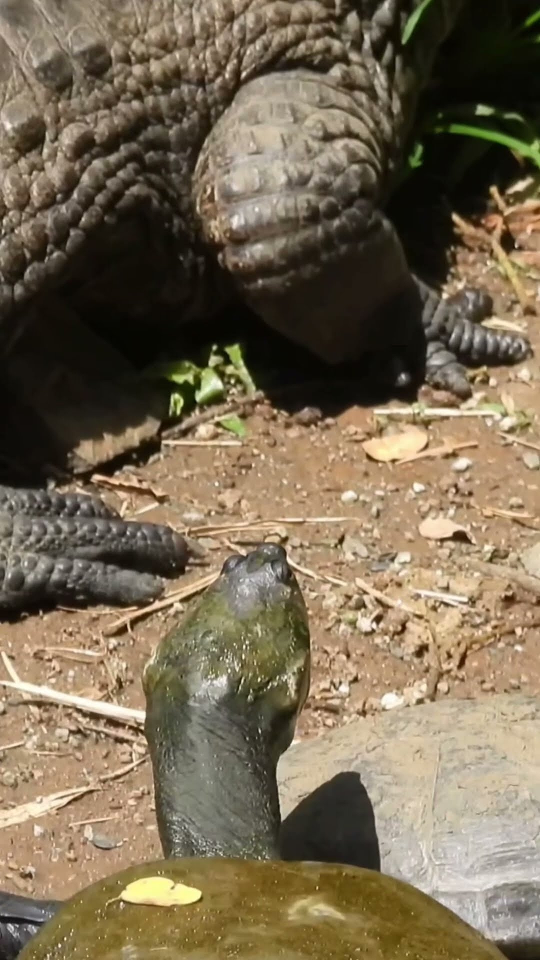 Turtle Approaching Alligator