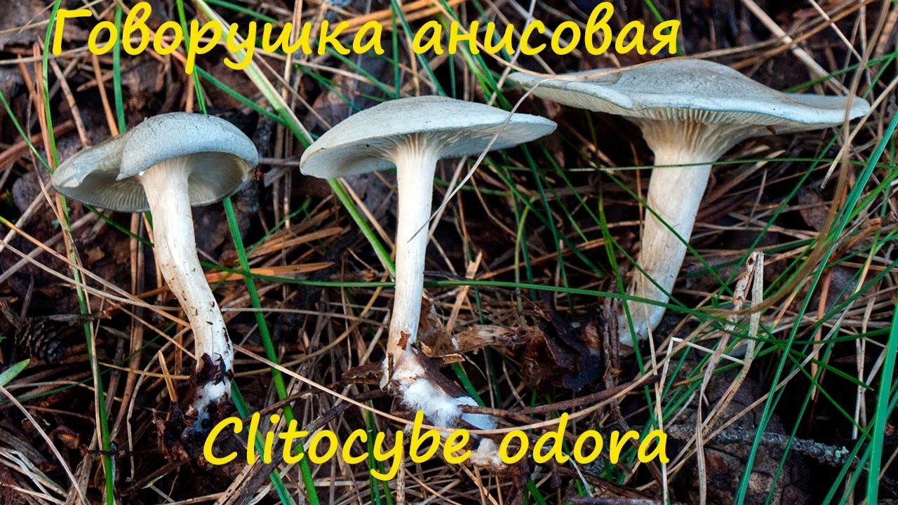 Говорушка анисовая -  съедобный, но очень пахучий гриб!