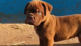 dogue de Bordeaux dog breed !The dogue de Bordeaux One of the oldest and rarest dog breeds in France
