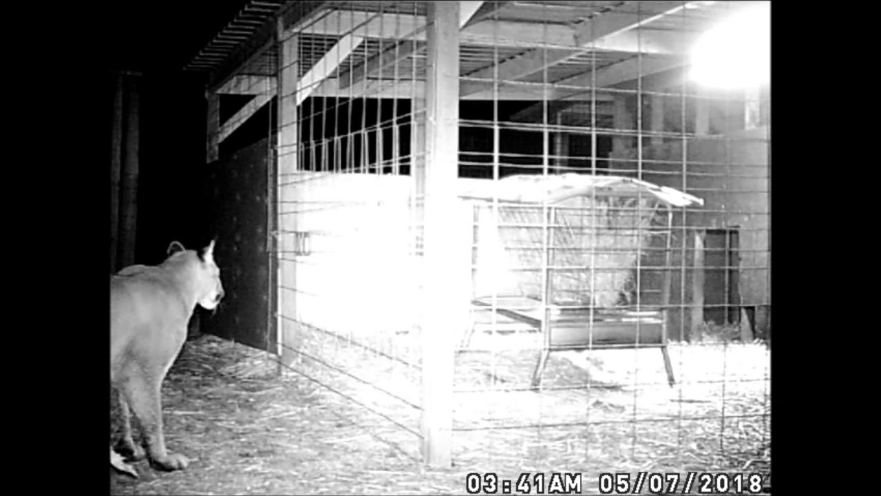 PROTECT YOUR LIVESTOCK, SAVE a Mountain lions LIFE!