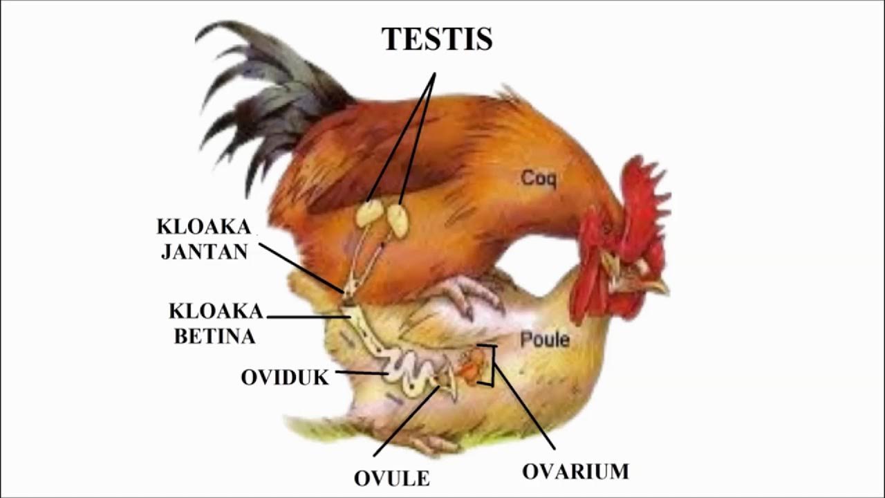 REPRODUKSI PADA UNGGAS| TERBENTUKNYA CANGKANG TELUR| MENETASNYA TELUR