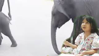 Gajah Berkaki Empat