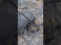 Sad Carrion Beetle eating a dead Bean Weevil