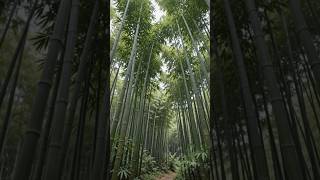 ​Most Satisfying Bamboo Growth Time-lapse 🎋✨ #shorts #bamboo