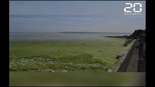 La baie de Saint-Brieuc envahie par les algues vertes, plusieurs plages fermées