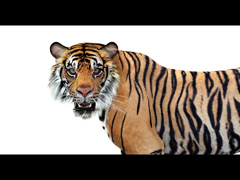 Animated White Tiger 3d Model Tiger Run Cycle Youtube