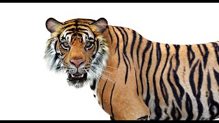 Tiger 3D Model | Rigged & Game Ready