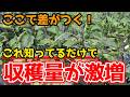 【なす】この先の収穫量を倍増させるために大切なことを紹介します。【家庭菜園】