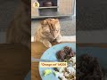 "Orange cat" MODE - The face of someone who completely destroyed the room #funnycats #trendingshorts