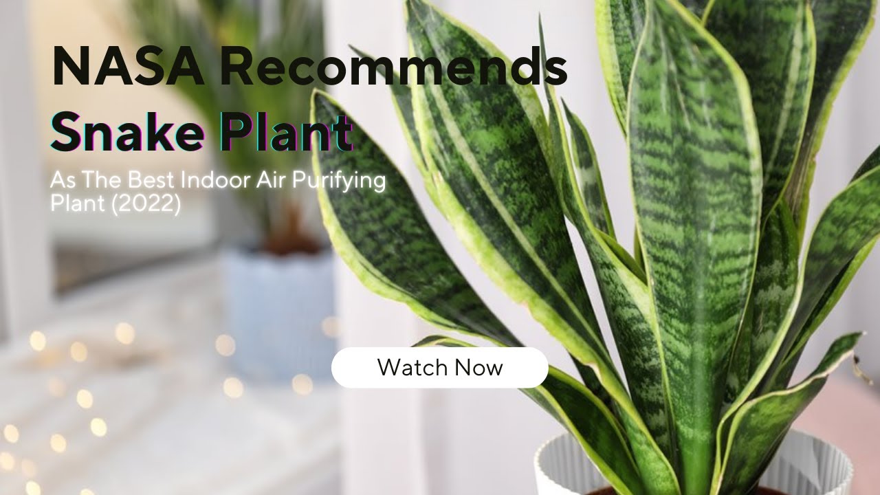 NASA Recommends Snake Plant As The Best Indoor Air Purifying Plant (2022)