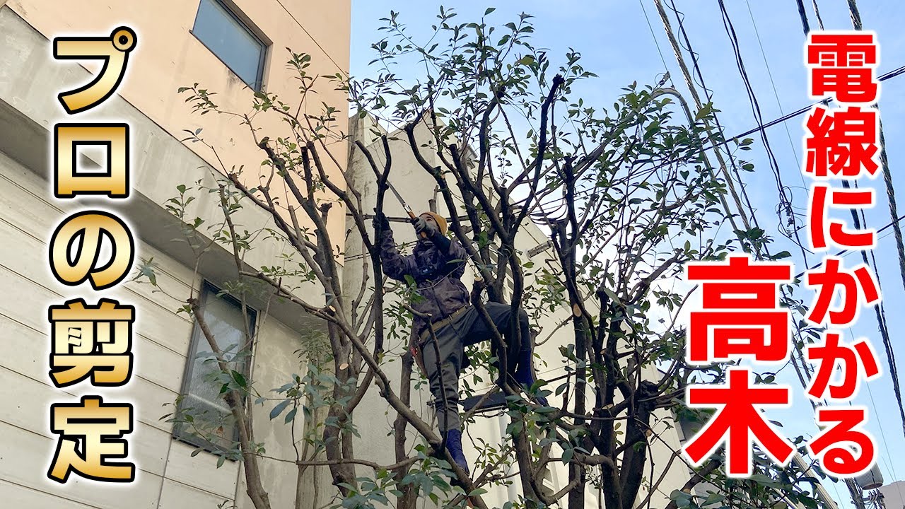 庭木の剪定時期はいつ 冬期剪定と夏季剪定の違いとは くらしのマーケットマガジン