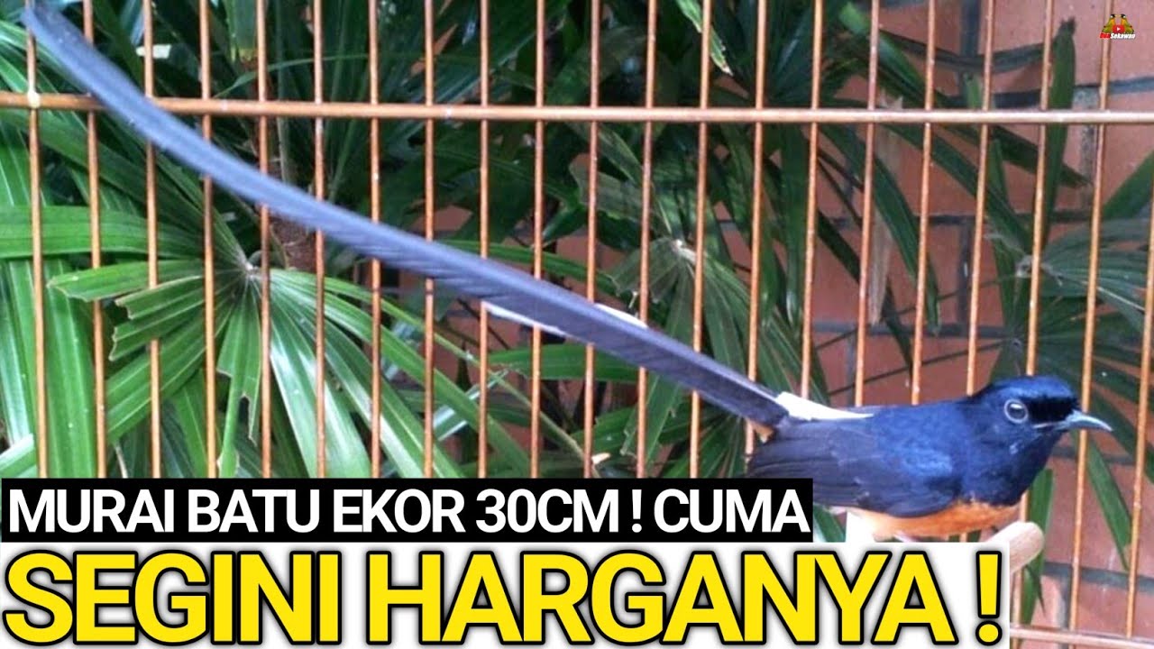MEROSOT TAJAM ! HARGA MURAI BATU EKOR PANJANG 30CM CUMA SEGINI HARGANYA !