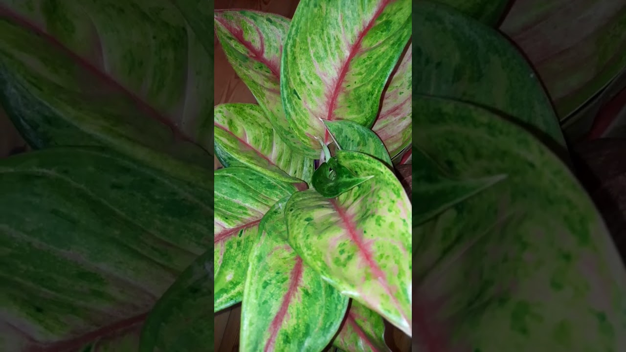 Aglaonema Gala red
