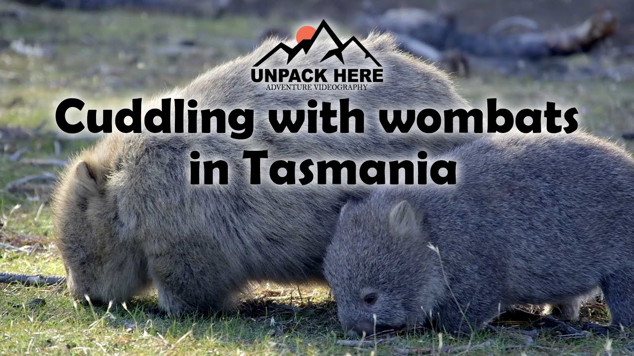 Cuddling with the wombats in Tasmania - YouTube