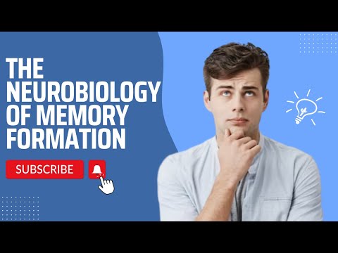 The Neurobiology of Memory Formation | Psychology