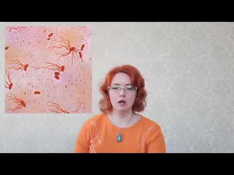 Брюшной тиф лекция