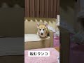「睨んで」覚え中✨ #コーギー #くきたん