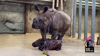 Denver Zoo rhino calf hits 200 pounds!