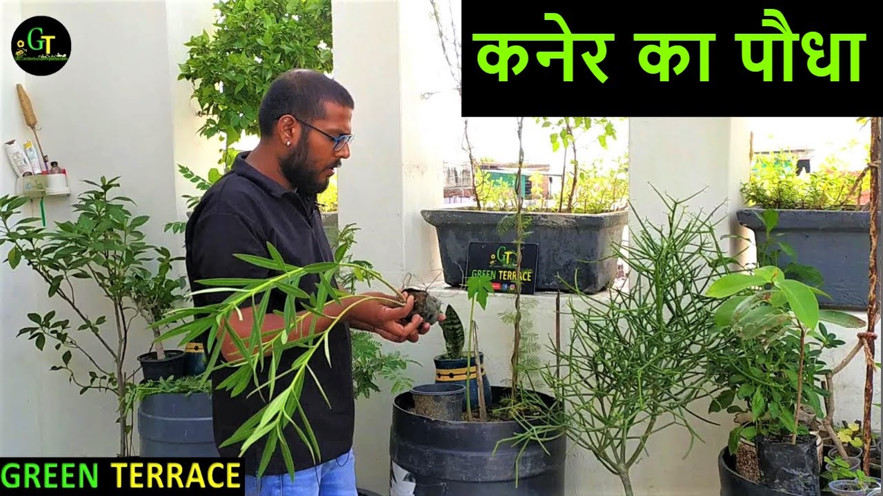 kaner ka podha kaise lagaye How To Grow Oleander Plant oleander