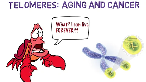 Telomeres: Cancer and Aging