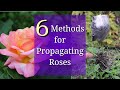 6 methods for rose propagation