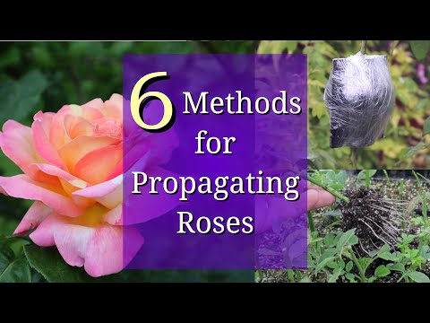 Video: How to propagate a rose? Several popular ways