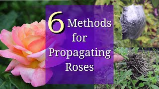 6 Methods for Rose Propagation screenshot 5