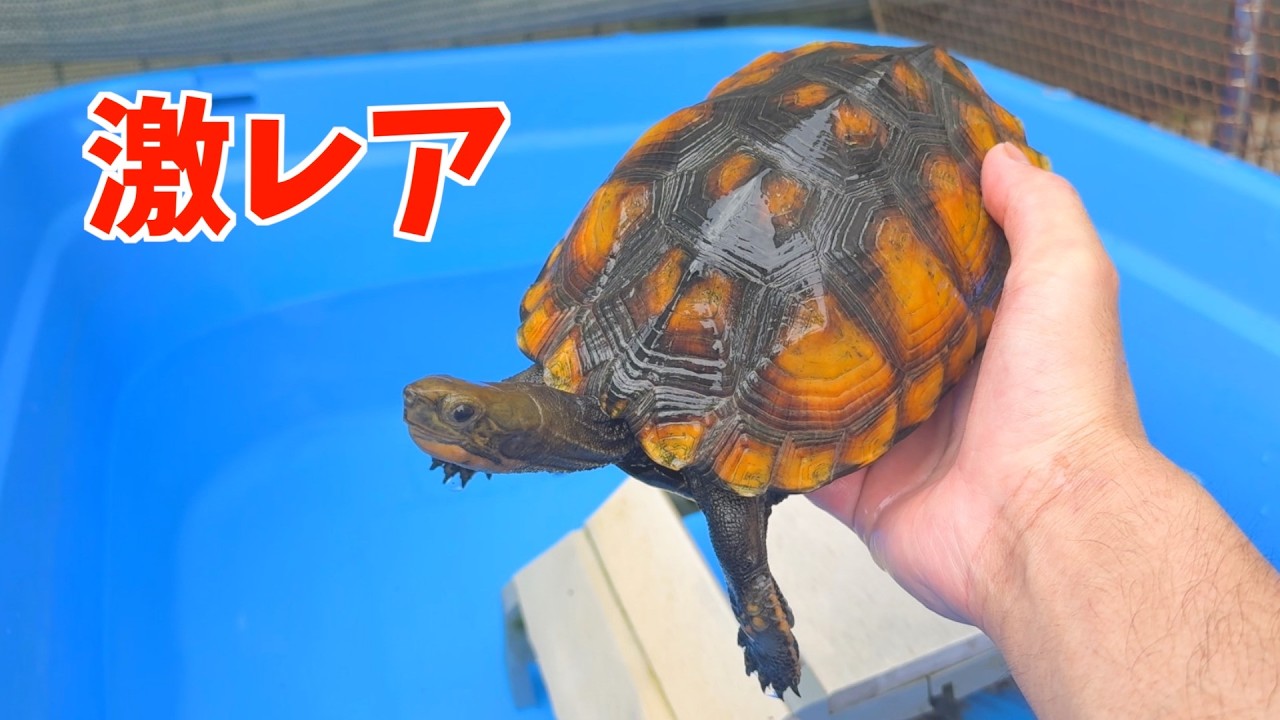 This Extremely Rare Turtle Isn't Actually a Japanese Pond Turtle