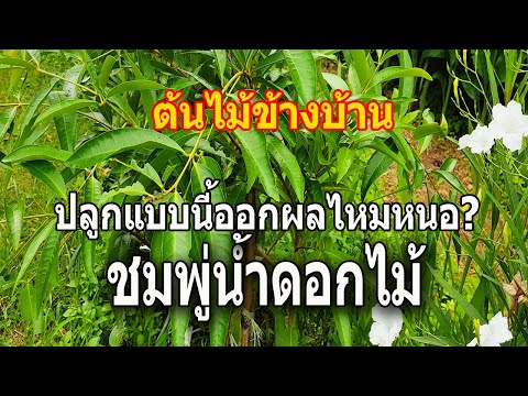 ต้นไม้ข้างบ้าน... ตอน ปลูกชมพู่น้ำดอกไม้ แบบนี้จะได้ผลไหมหนอ? / เกษตรอินทรีย์